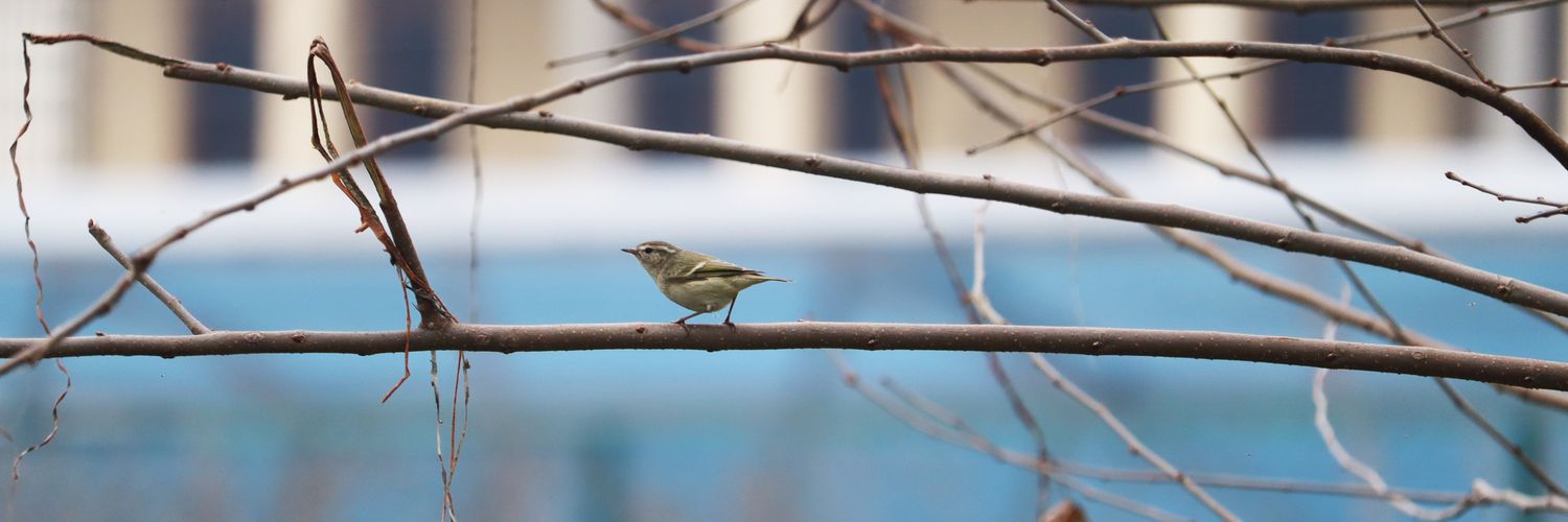 Debojyoti Bag🧑‍🔬🇮🇳 banner
