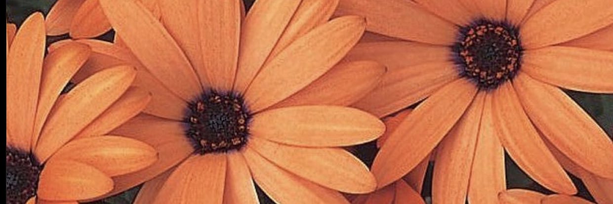 IG:andy_fortunate banner