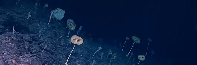 MeltedSnowGirl banner