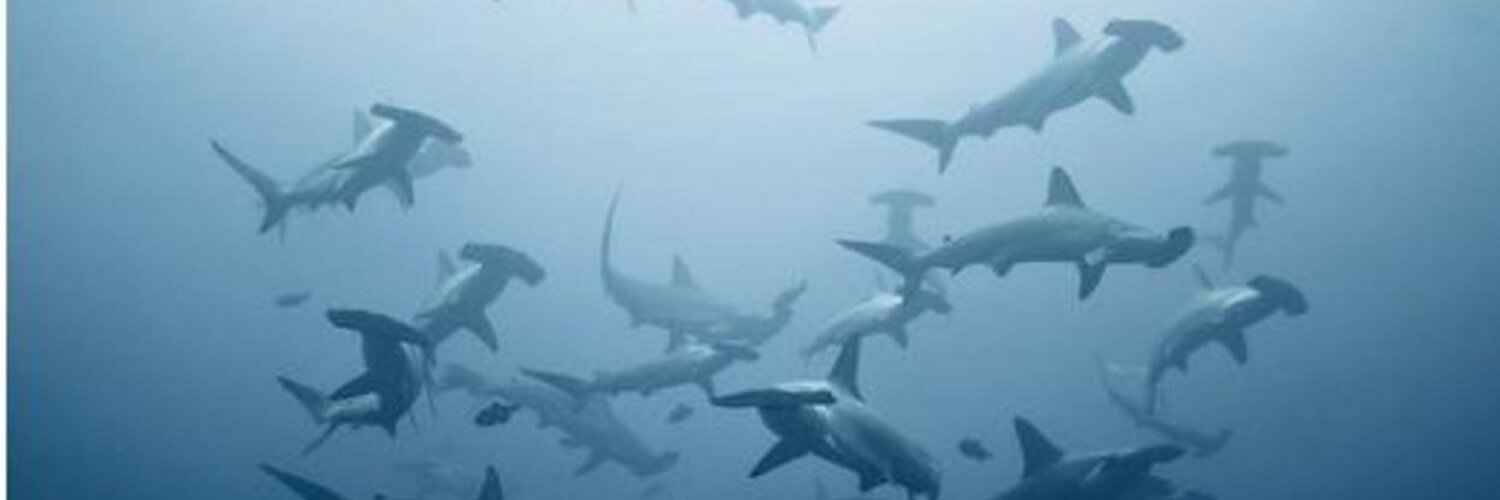 Kate Ridenour (@Kaaride) / Twitter