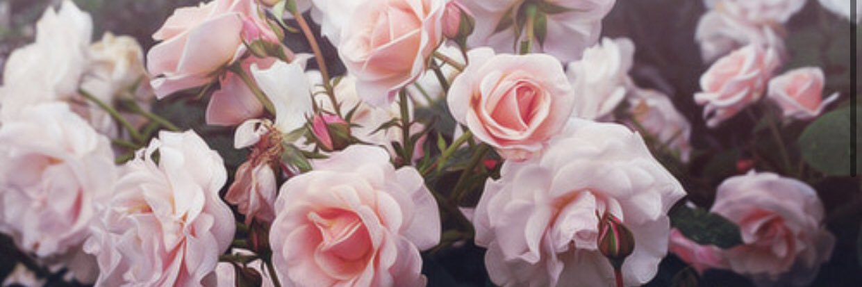 S_Belmontee's profile banner image
