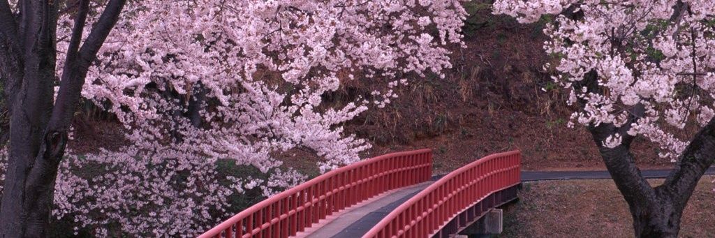🌸 banner