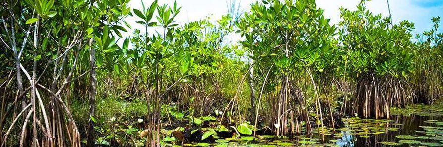 Carla Morales Ariza banner