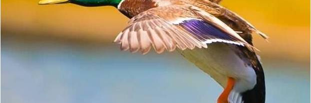 Pato_naranja banner