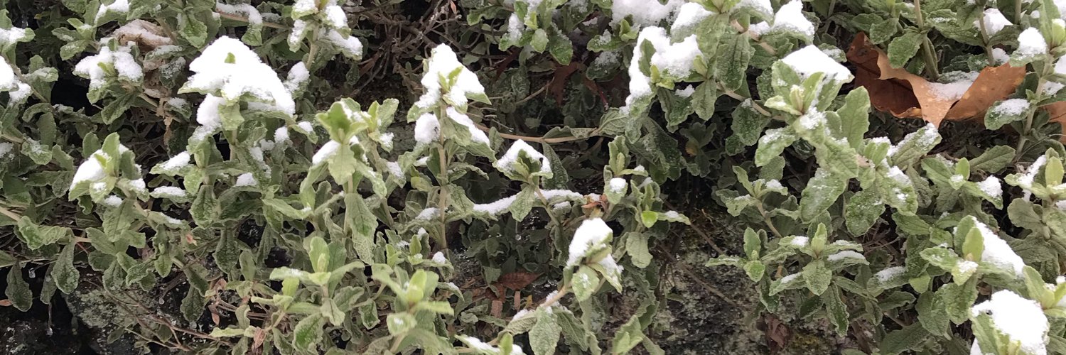 🍋 behind that 🪨 banner