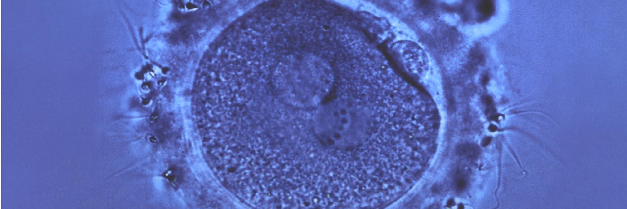 AProf Anusch Yazdani banner