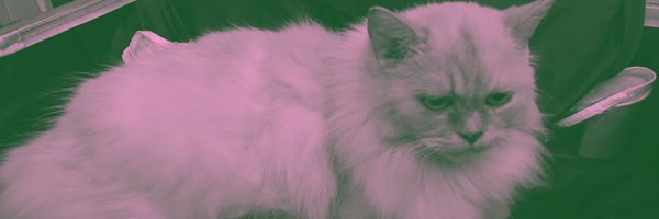 ogiehart Profile Banner