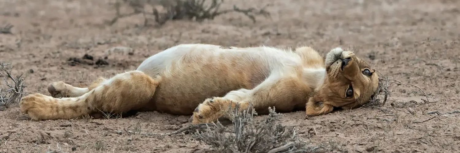 Ogie Hartantyo banner