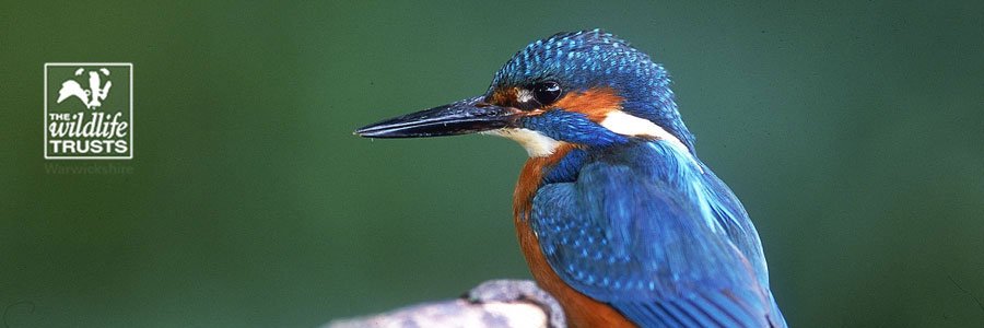 brandonmarsh's profile banner image