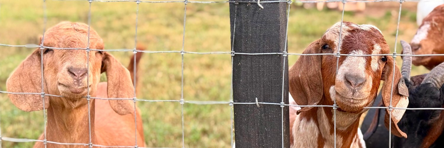 Bayo🍂🎃🐐💨 banner