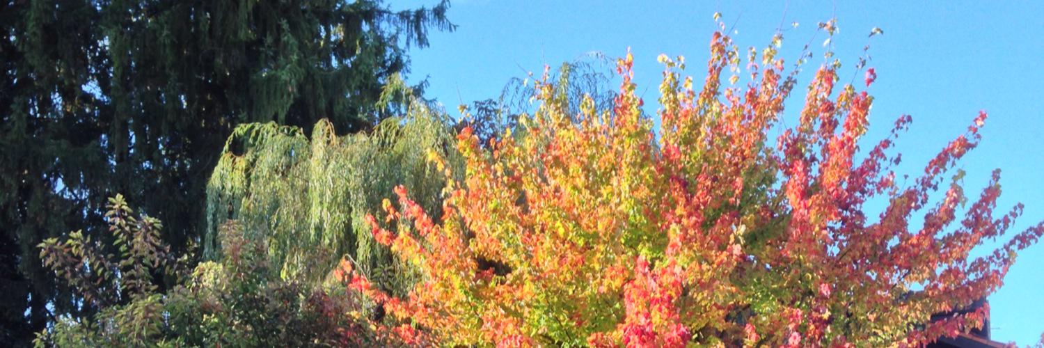 Alison Ragon 🖤🕯️⚖️ banner