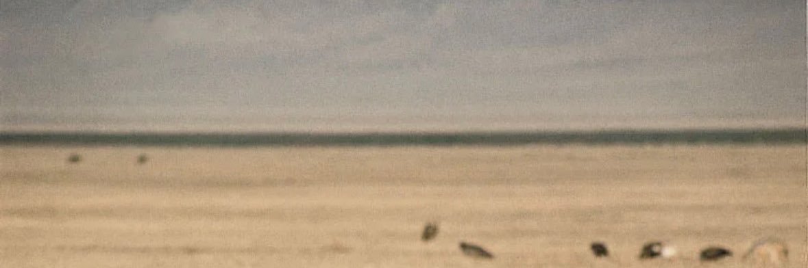 Ameer banner