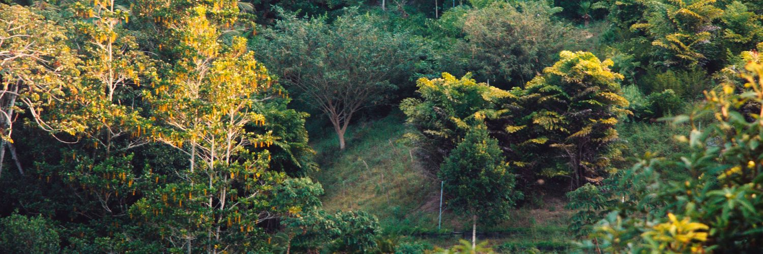 yancarlos89's profile banner image