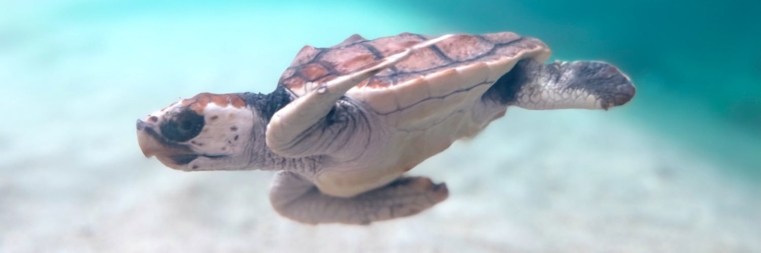 みいちゃん🐢 banner