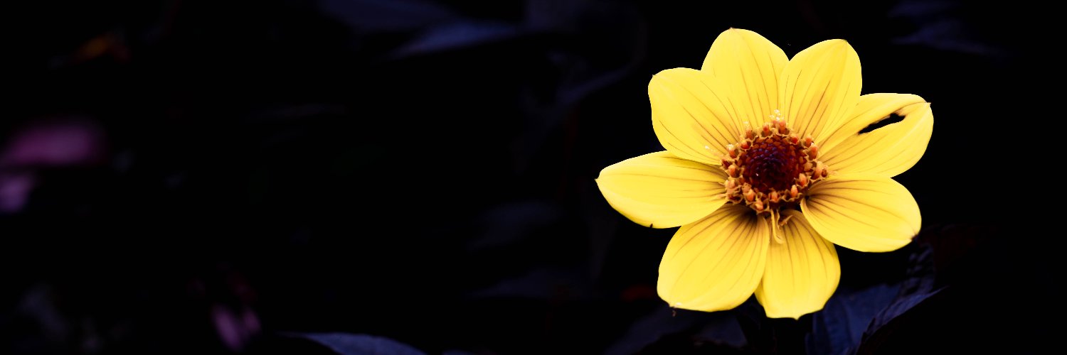 🐈‍⬛🌙 banner