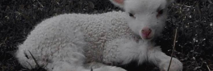 sleepinglamb banner
