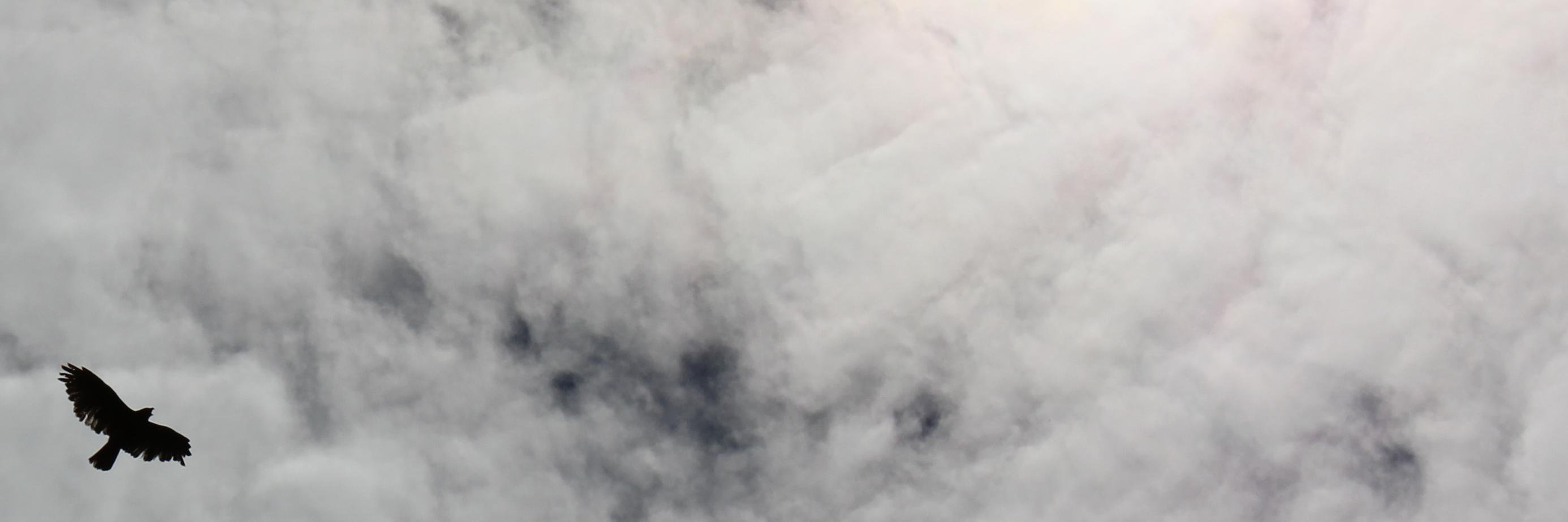 David Allen Neron banner