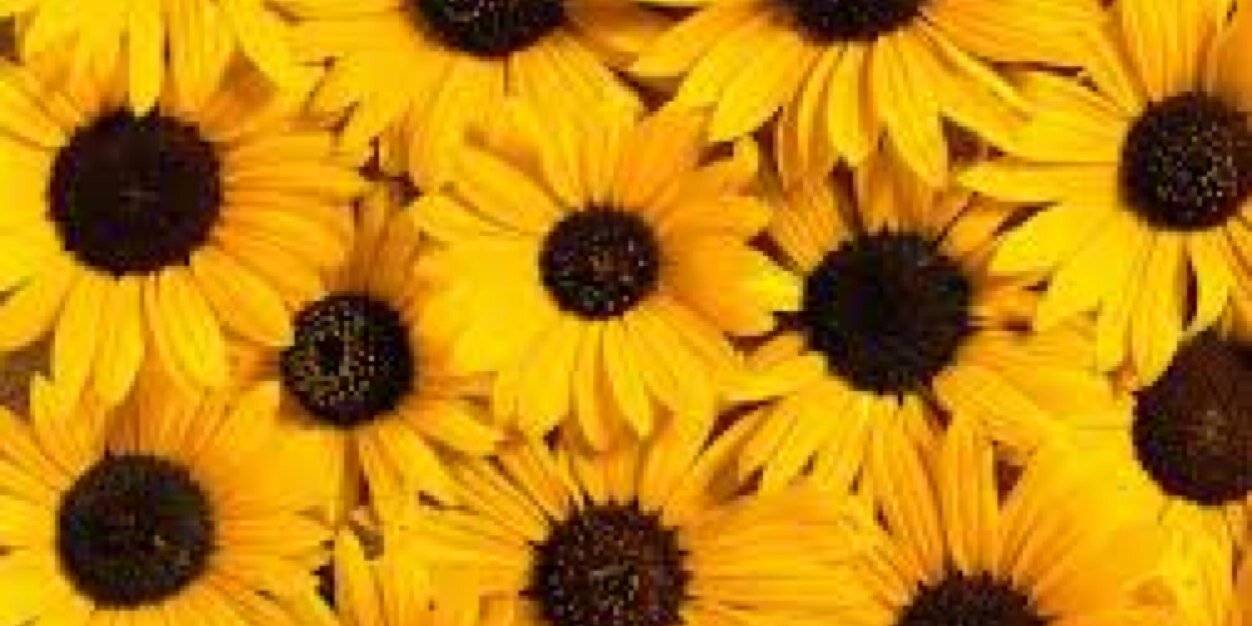 meg_linds's profile banner image