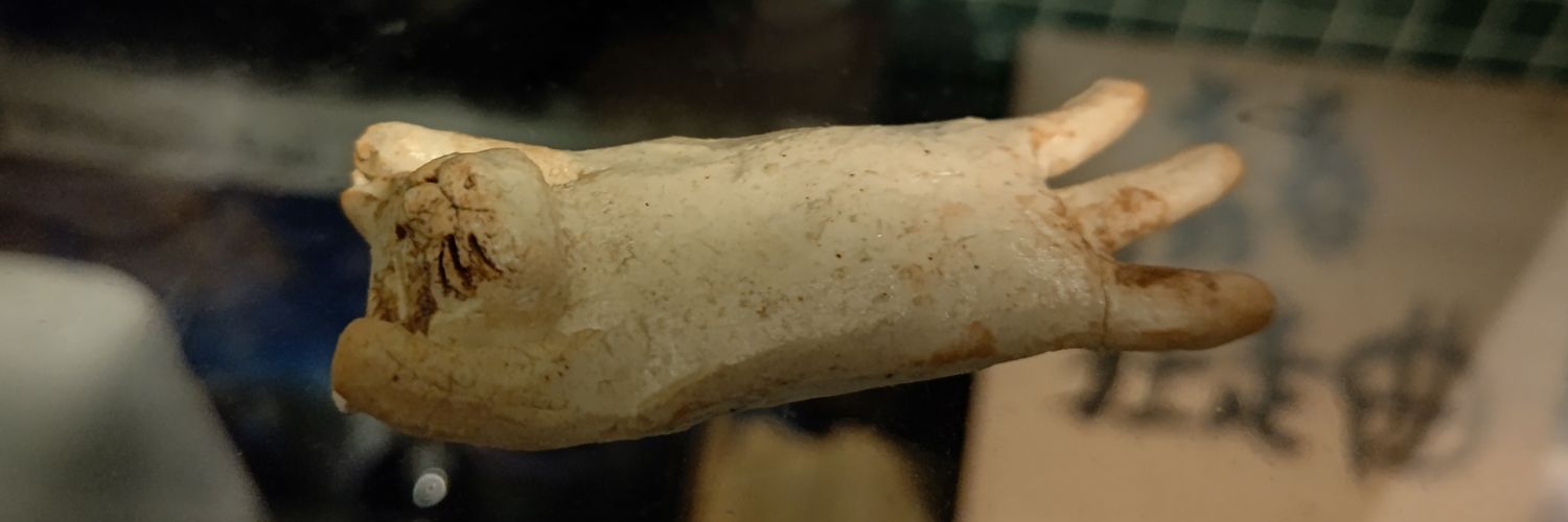 涼@こんぽた banner