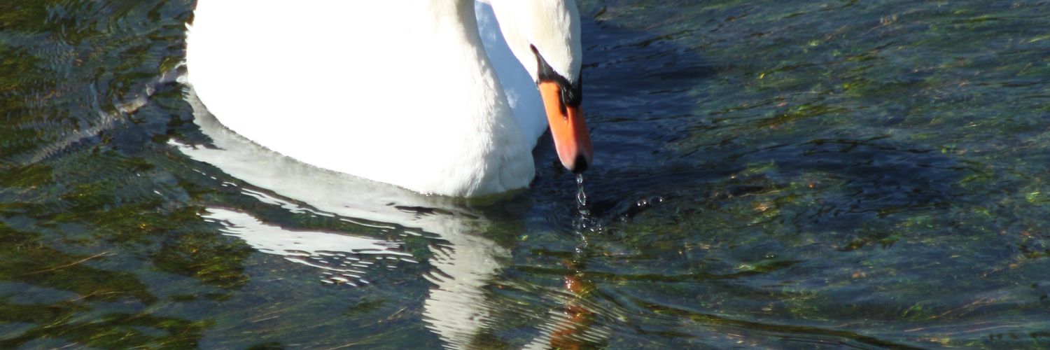 The Kind Transporter banner