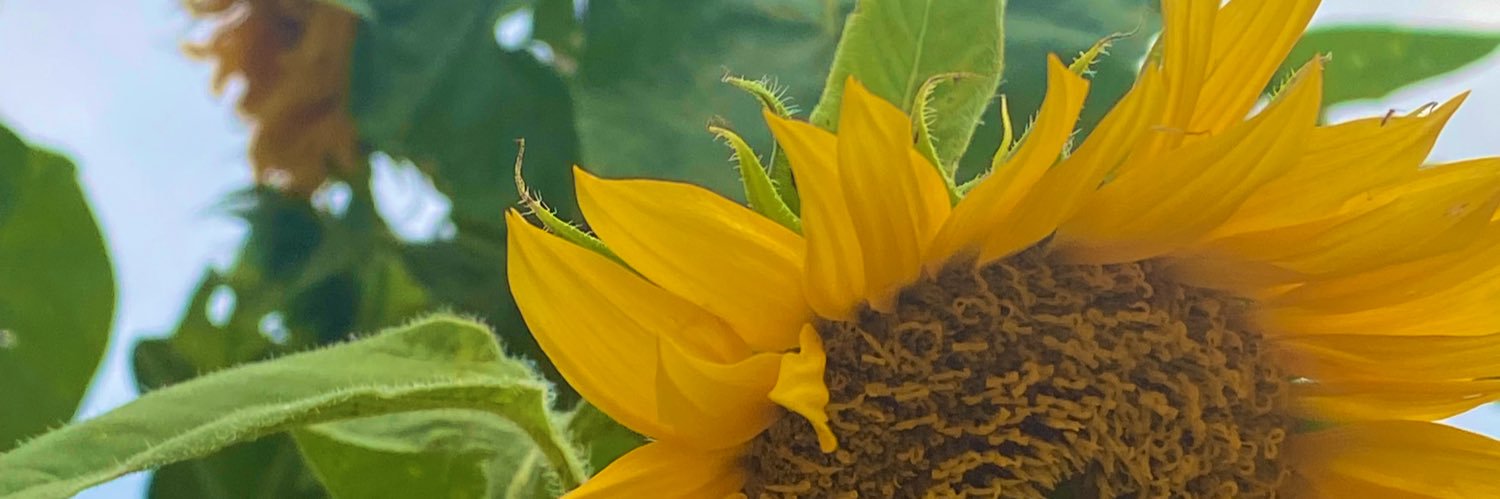 itsbelowtea's profile banner image