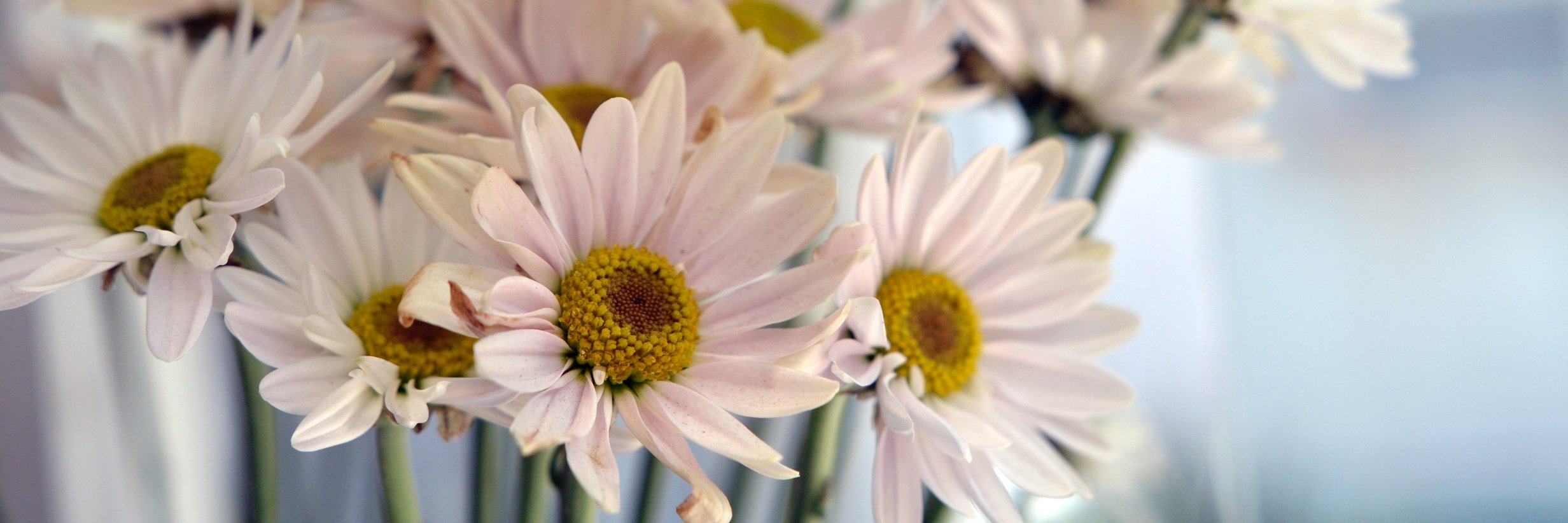 prisciladerga's profile banner image
