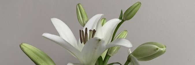 lilyweed_'s profile banner image