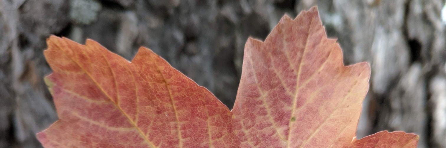 maple667's profile banner image