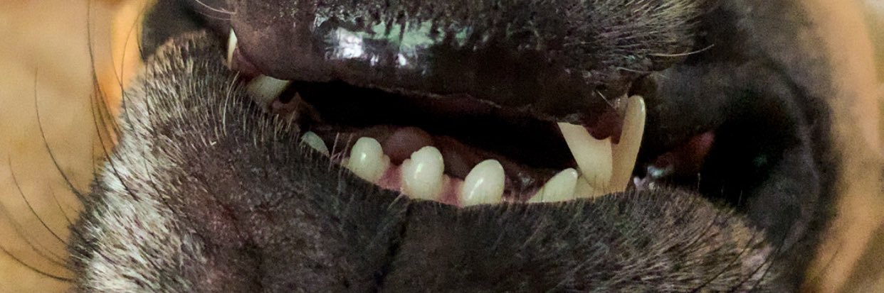 𝔼𝕞𝕓𝕖𝕣 𝔸𝕟𝕟 𝕊ℙ𝔸𝕄 banner