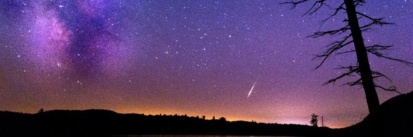 littlestbee Profile Banner