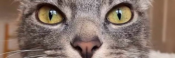 enigiimi Profile Banner