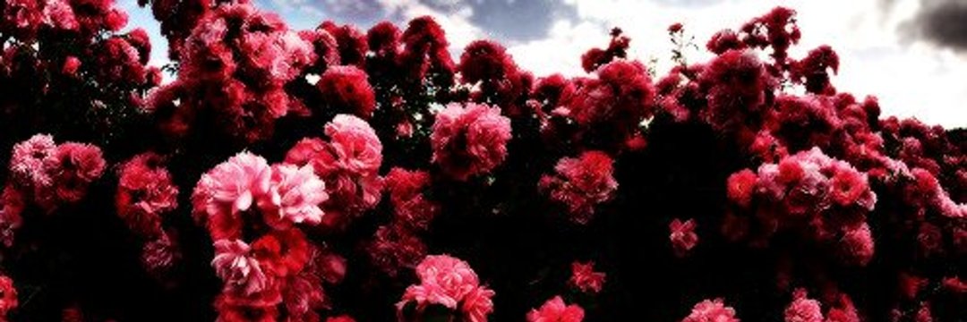 _Maria_Moroz_'s profile banner image