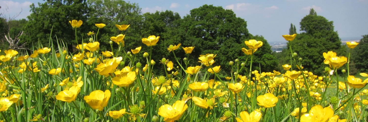 Joyful Buttercup banner