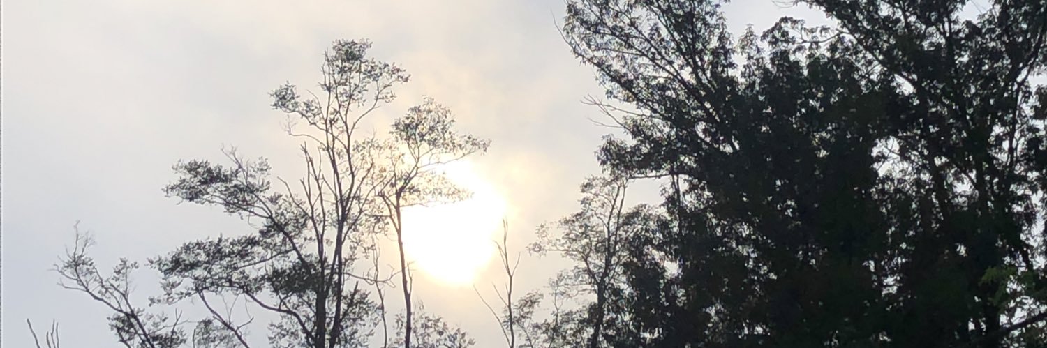 kongtree's profile banner image