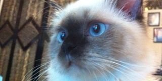 VerrelUziel's profile banner image