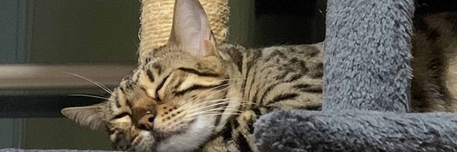 petrovdj's profile banner image