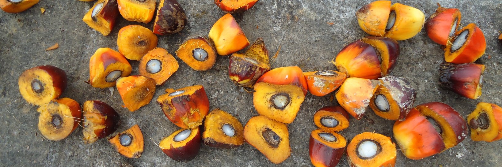 Adrienne Johnson banner