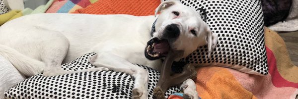 AdoptADogInc Profile Banner