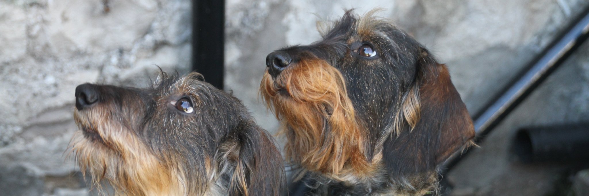 WireHairedDachs's profile banner image