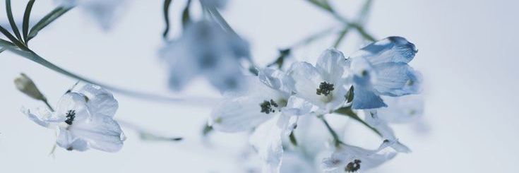 Valentina ⋆˚꩜｡ banner