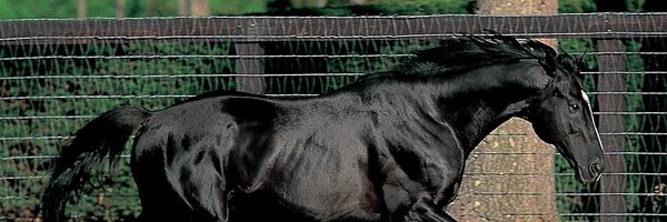 SilenceUma Profile Banner