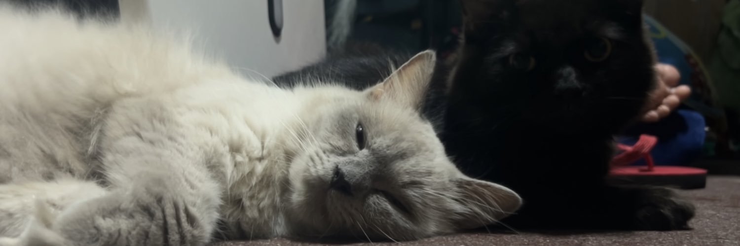 linusadrian's profile banner image