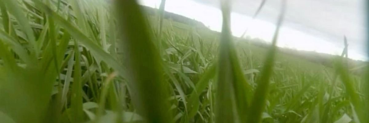 D3ADD_R0ACH's profile banner image