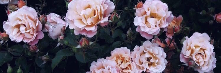 AriiMicol's profile banner image