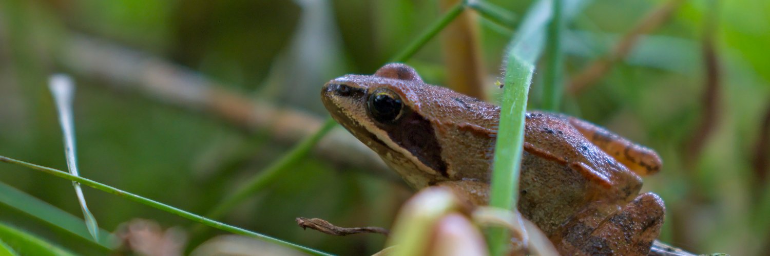 Kyûbix banner