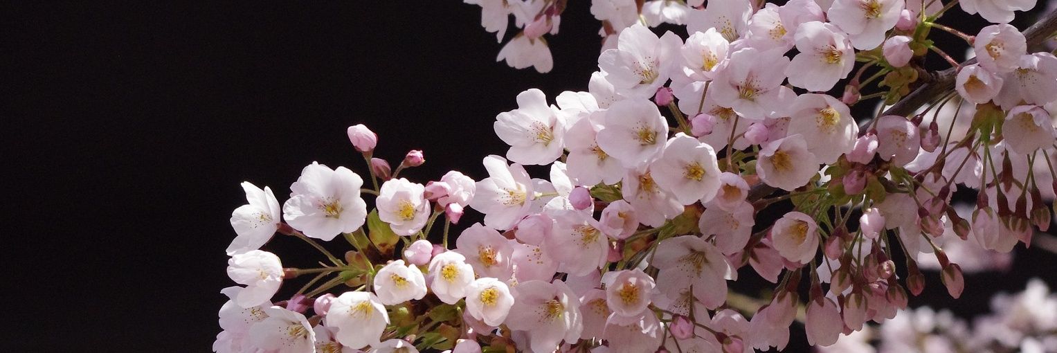 _amanai's profile banner image