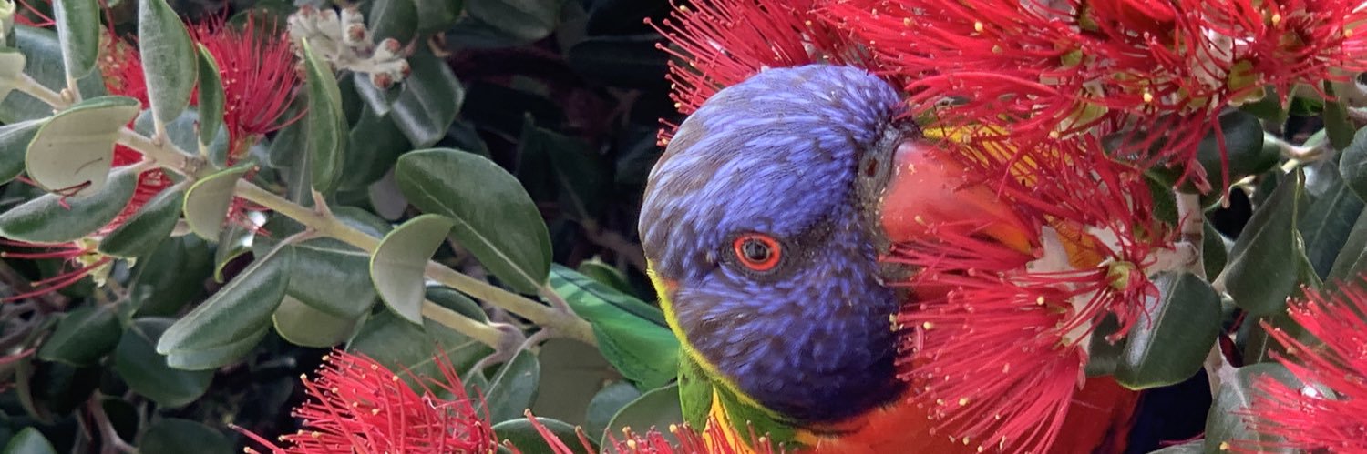 Basil Brush🦊 banner