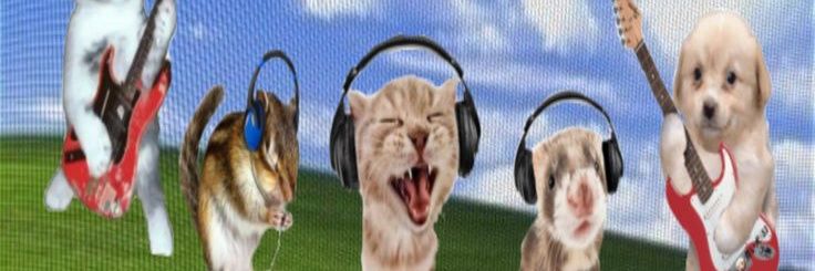 kaze 🪼 banner