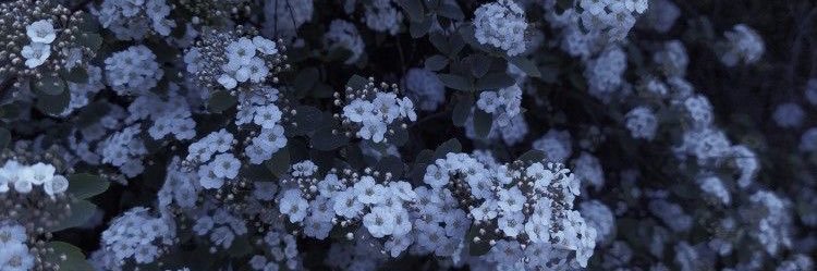 おもち banner
