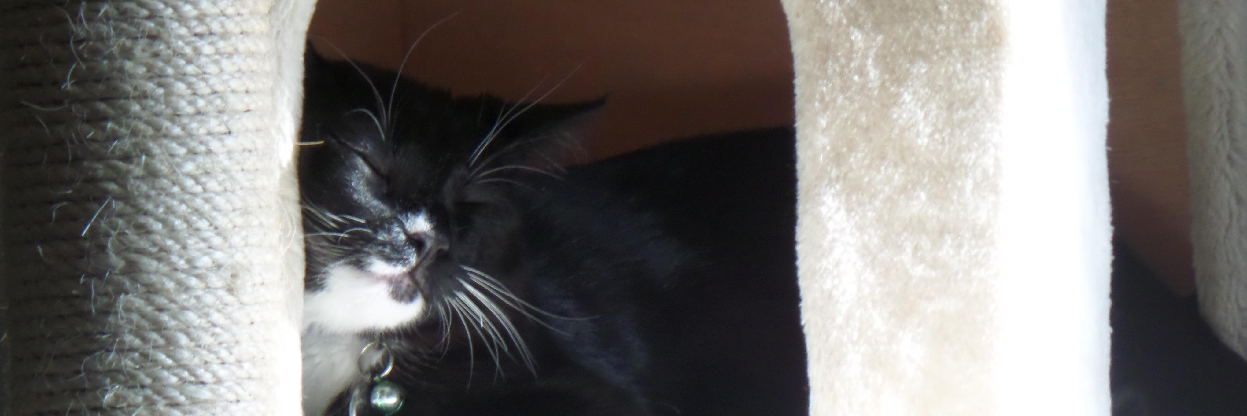 UnblessedLemon's profile banner image
